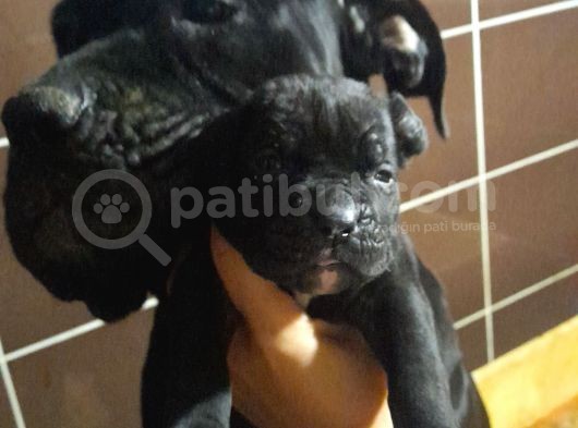 Koca Kafa Cane Corso  Yavrularımız görsel