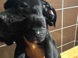 Koca Kafa Cane Corso  Yavrularımız