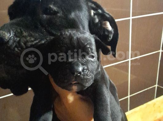 Koca Kafa Cane Corso  Yavrularımız görsel
