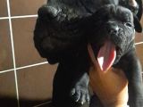 Koca kafa cane corso  yavrularımız