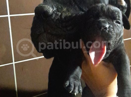 Koca Kafa Cane Corso  Yavrularımız