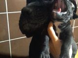 Koca Kafa Cane Corso  Yavrularımız