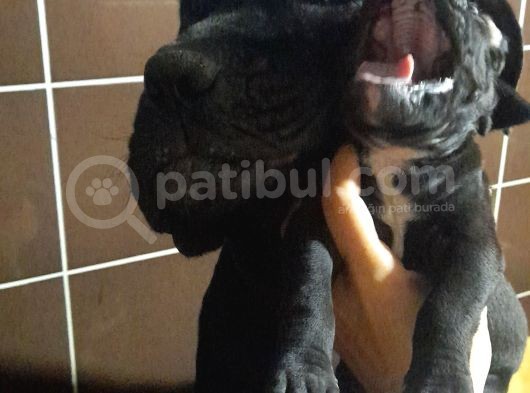 Koca Kafa Cane Corso  Yavrularımız görsel