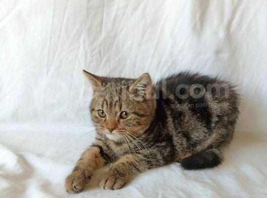 British Sorthair Brown Tabby - Ücretsiz Açıklamayı Okuyun görsel