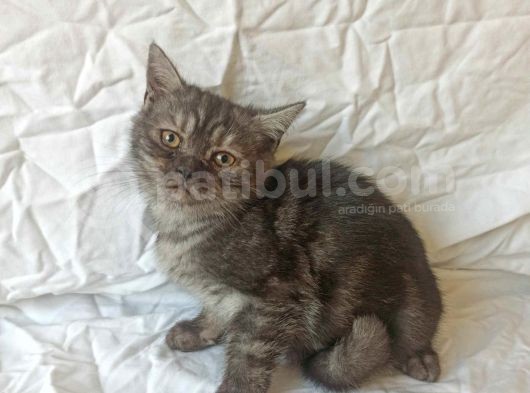 British Sorthair Blacktabby - Ücretsiz Açıklamayı Okuyun