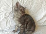 British Sorthair Blacktabby - Ücretsiz Açıklamayı Okuyun