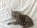 British Sorthair Blacktabby - Ücretsiz Açıklamayı Okuyun