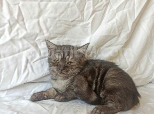 British Sorthair Blacktabby - Ücretsiz Açıklamayı Okuyun görsel