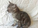 British Sorthair Blacktabby - Ücretsiz Açıklamayı Okuyun