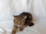British Sorthair Brown Tabby - Ücretsiz Açıklamayı Okuyun
