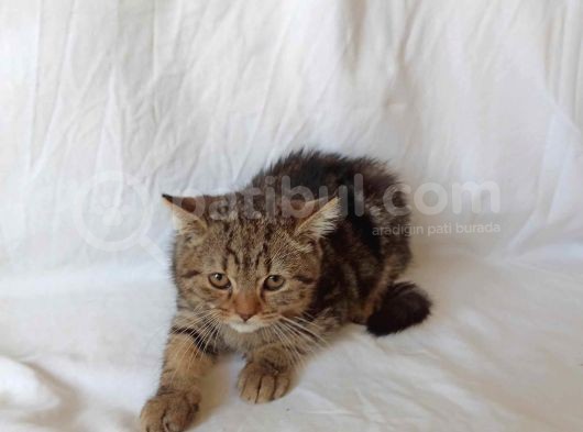 British Sorthair Brown Tabby - Ücretsiz Açıklamayı Okuyun görsel