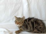 British Sorthair Brown Tabby - Ücretsiz Açıklamayı Okuyun
