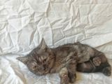 British Sorthair Blacktabby - Ücretsiz Açıklamayı Okuyun