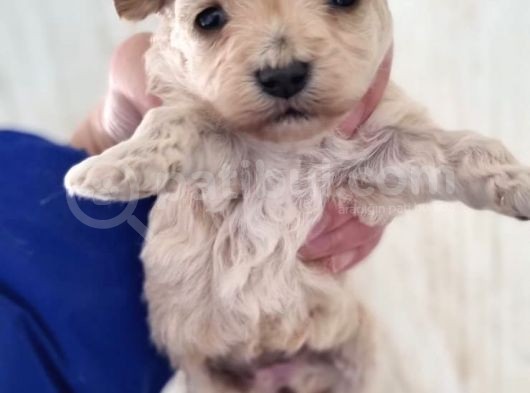 Ruhsatlı Üreticiden Maltipoo Yavrular