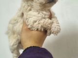 Ruhsatlı Üreticiden Maltipoo Yavrular