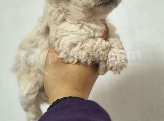 Ruhsatlı Üreticiden Maltipoo Yavrular görsel