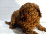 Orijinal Toy Poodle Yavrular