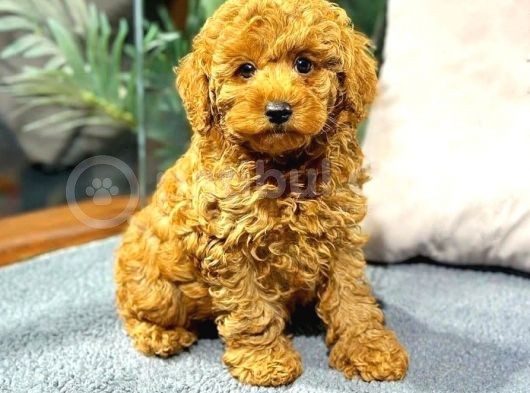 Red Brown Toy Poodle Erkek Yavrumuz