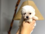 Teacup Maltipo Bebekler