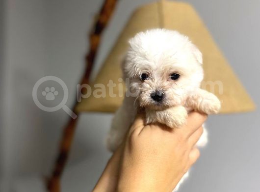 Teacup Maltipo Bebekler görsel
