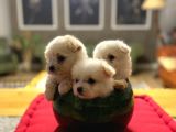Teacup Maltipo Bebekler