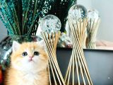 Mükemmel kalite golden bebekler