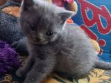 Bri̇ti̇sh Li̇lac-Blue Bebekler Üst Kali̇te