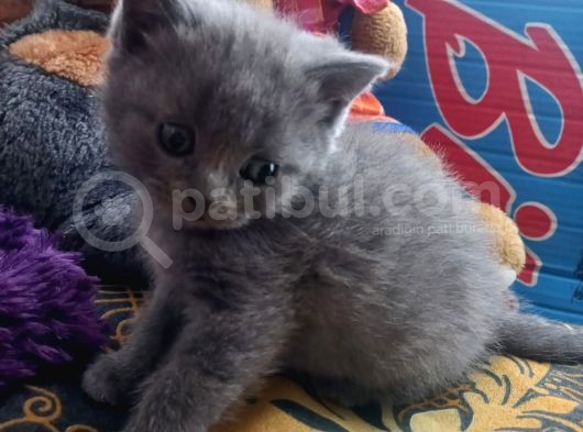 Bri̇ti̇sh Li̇lac-Blue Bebekler Üst Kali̇te görsel