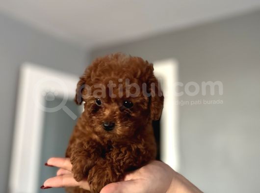 Ev Doğum Redbrown Kurabiyesi görsel