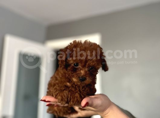 Ev Doğum Redbrown Kurabiyesi görsel