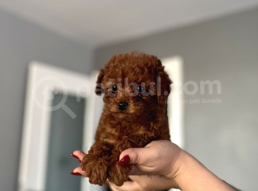 Ev Doğum Redbrown Kurabiyesi
