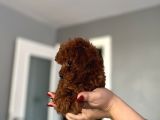 Ev Doğum Redbrown Kurabiyesi
