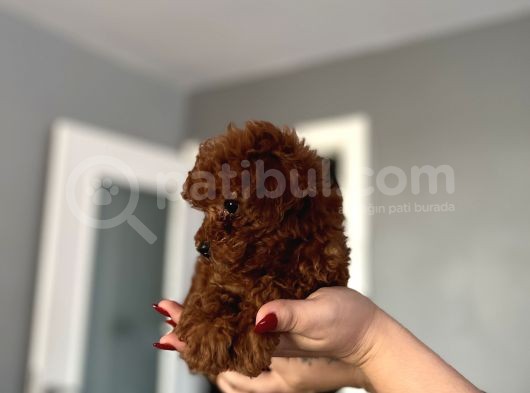 Ev Doğum Redbrown Kurabiyesi görsel