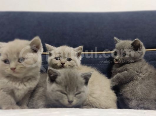 Bri̇ti̇sh Li̇lac-Blue Bebekler Üst Kali̇te