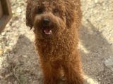 Ruhsatlı Üreticiden Maltipoo Yavrular