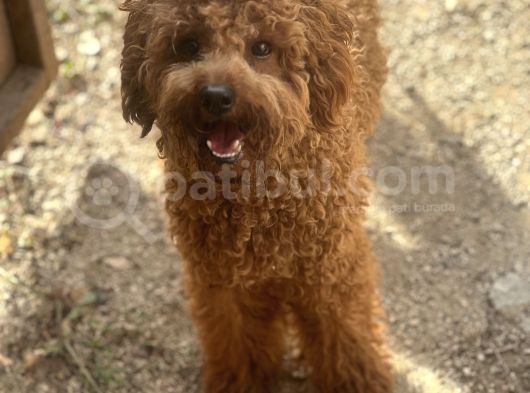 Ruhsatlı Üreticiden Maltipoo Yavrular görsel