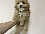 ANTİALERJİK MALTİPOO YAVRULARI