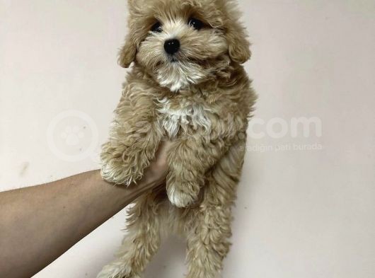 Anti̇alerji̇k Malti̇poo Yavrulari