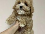 Anti̇alerji̇k Malti̇poo Yavrulari