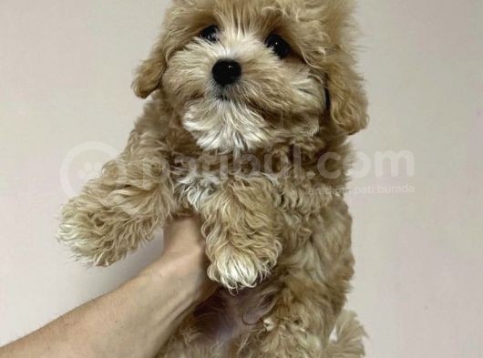 Anti̇alerji̇k Malti̇poo Yavrulari görsel
