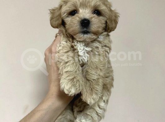 Tüy Dökmez Koku Yapmaz Malti̇poo Yavrulari