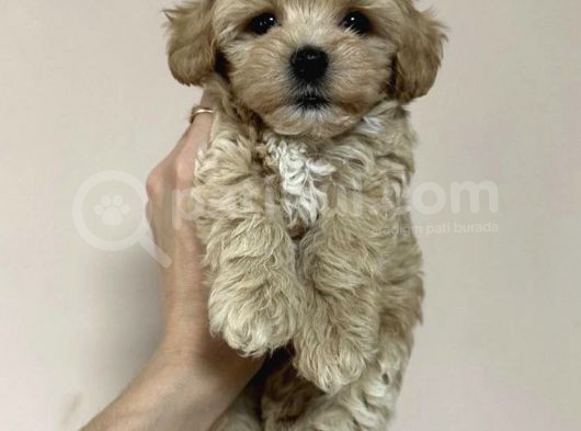 Tüy Dökmez Koku Yapmaz Malti̇poo Yavrulari görsel