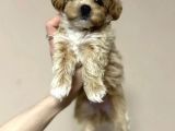 TATLI MI TATLI MALTİPOO YAVRULARI