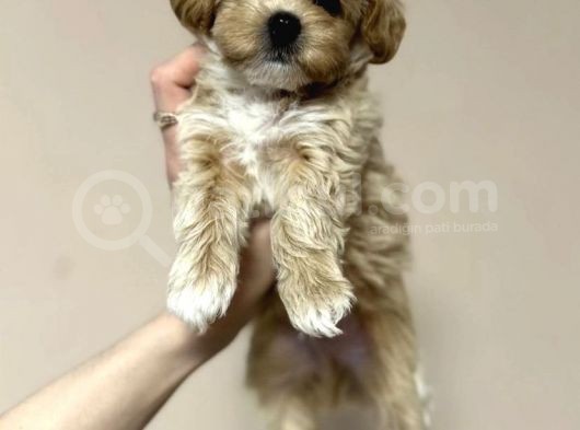 Tatli Mi Tatli Malti̇poo Yavrulari