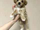 Tatli Mi Tatli Malti̇poo Yavrulari