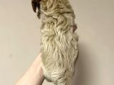 Tatli Mi Tatli Malti̇poo Yavrulari