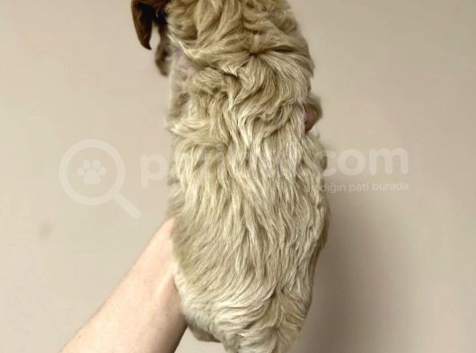 Tatli Mi Tatli Malti̇poo Yavrulari görsel