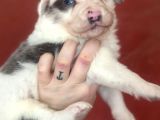 Ruhsatlı Üreticiden Border Collie Yavruları