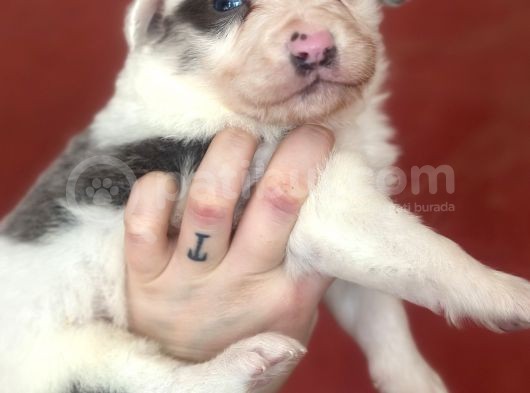 Ruhsatlı Üreticiden Border Collie Yavruları görsel