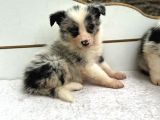 Ruhsatlı Üreticiden Border Collie Yavruları